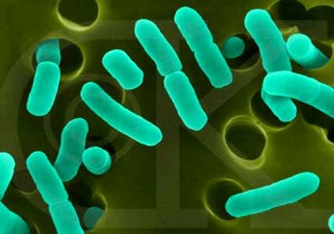 bacteria i rak